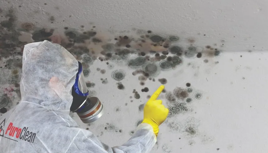 How much does mold devalue a home? Mold spores can be found on walls and flooring in your house.