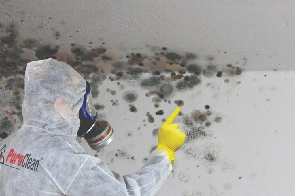 How much does mold devalue a home? Mold spores can be found on walls and flooring in your house.