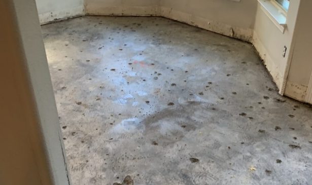Mold found during the water damage remediation in Allen, Texas, home