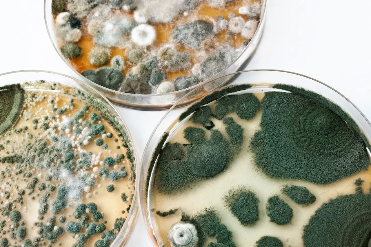 mold types in a petri dish