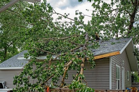 tree on home roof