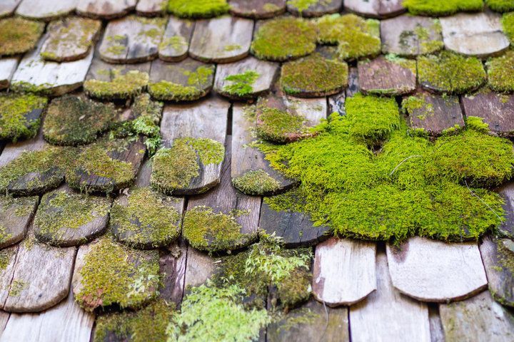 Moss on roof tiles