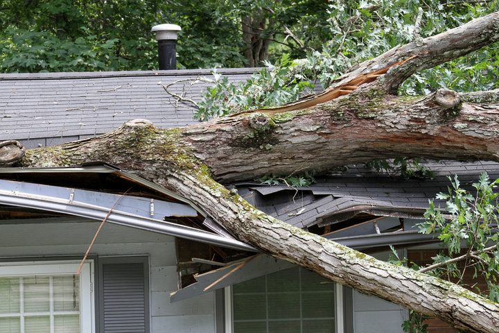 damaged roof with a tree collapsed