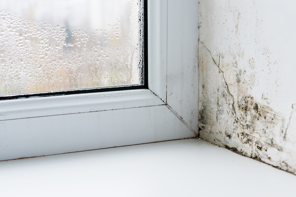 mold in the corner of a window showing why Moisture Prevention & Long-Term Humidity Control is necessary