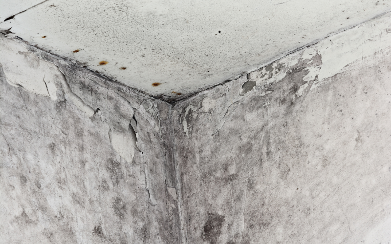 How to Get Rid of Mold in a Basement