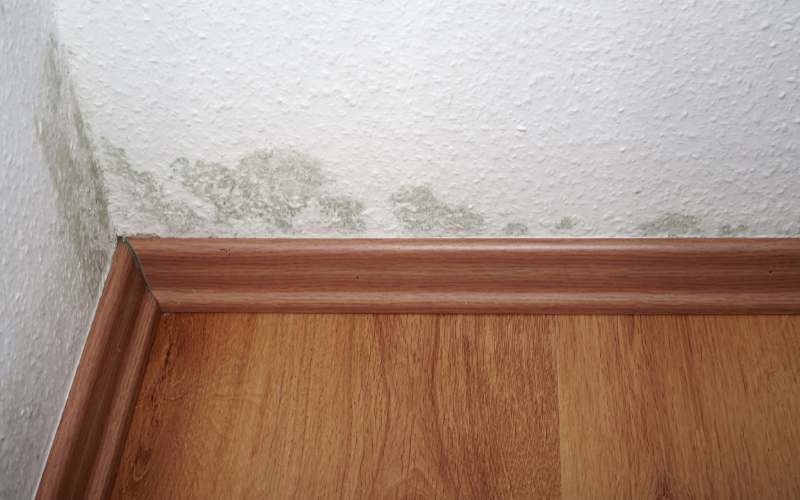 How to Get Rid of Mold in a Basement