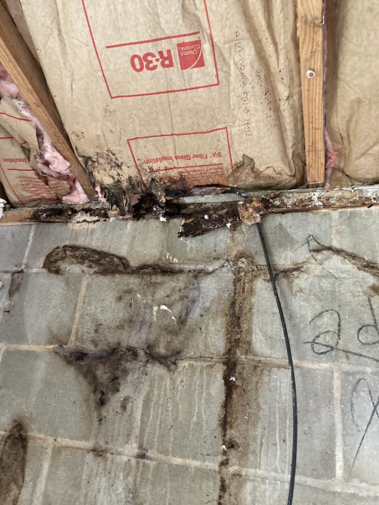 mold and water stains