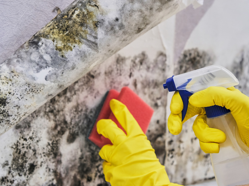 Mold inspection Bradenton