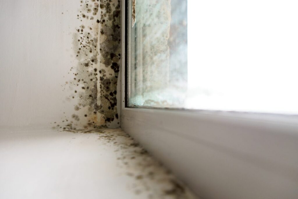 black mold in window