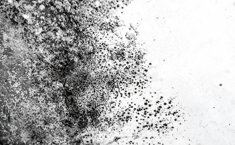 black mold