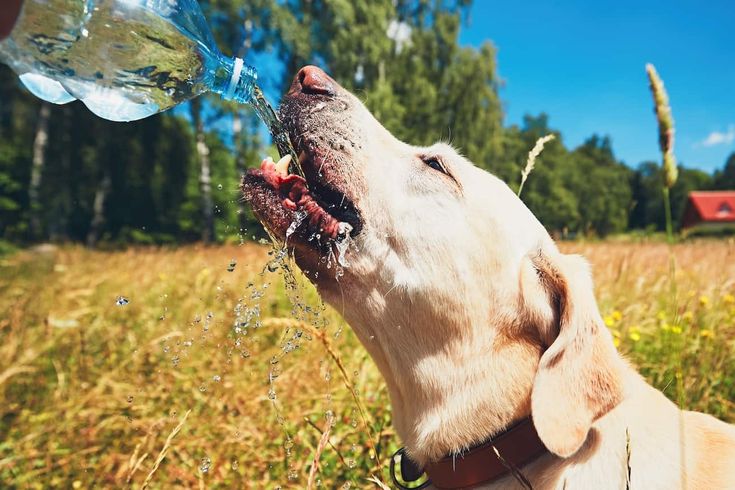 hydrating dog in summer heat