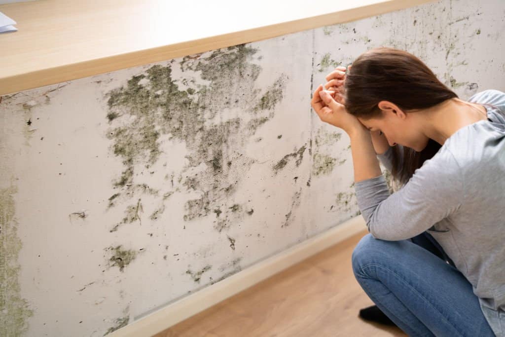 mold inside home