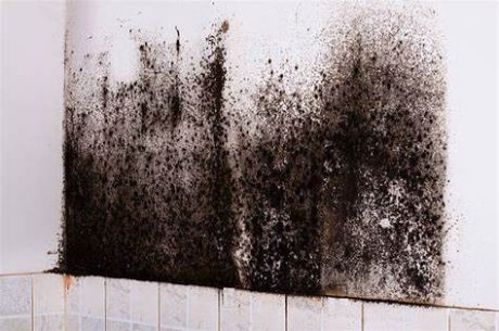black mold in home