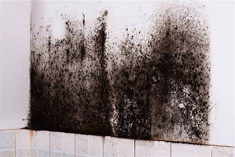 black mold in home