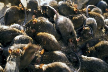 rodent infestation