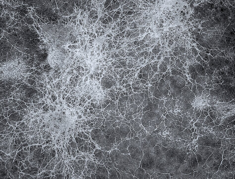 Mold Monsters Beware: PuroClean’s Guide to Evicting Black Mold