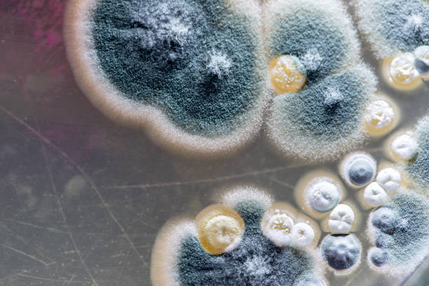 Mold Madness: How to Prevent Spring’s Biggest Hidden Threat