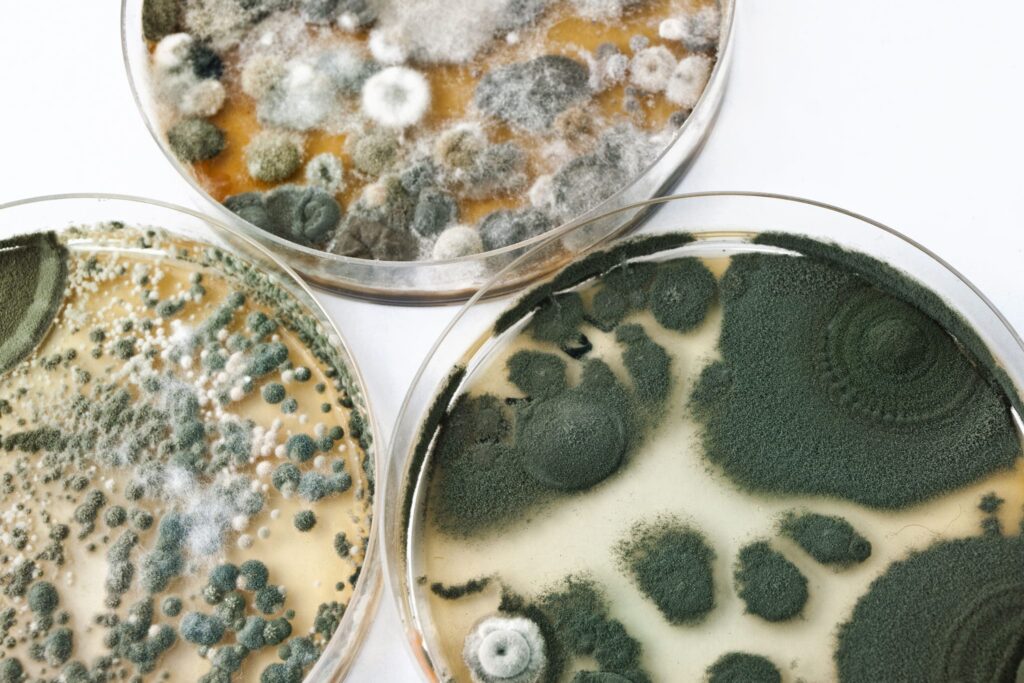 white green and black mold
