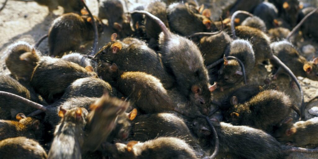rodent infestation