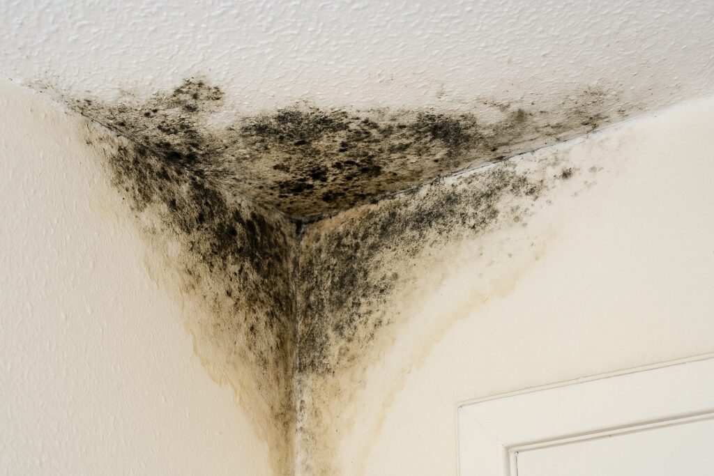 ceiling mold