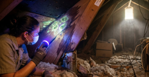 attic mold