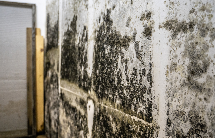 mold remediation in zephyrhills