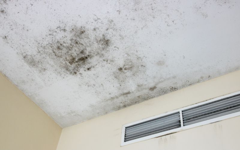 mold damage removal