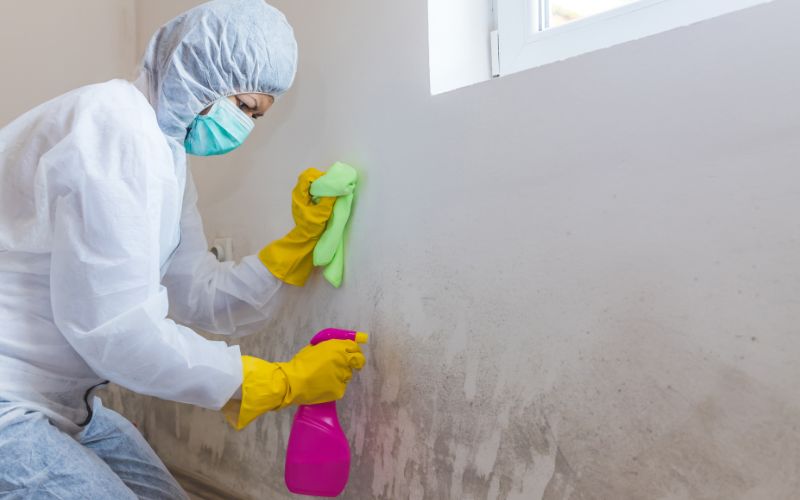 mold and odor removal
