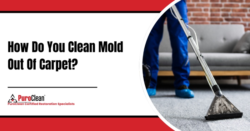 how do you clean mold out of carpet