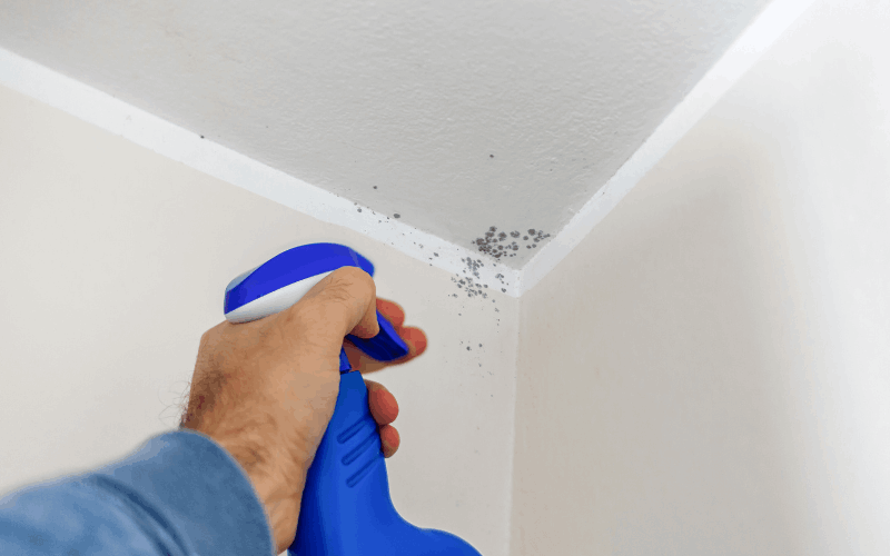 does bleach kill mold