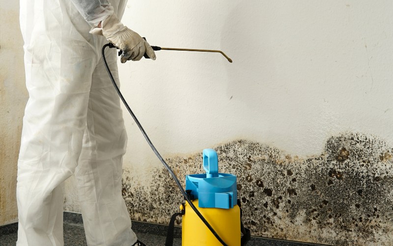 antimicrobial spray for mold