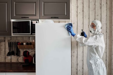 mold removal services near me