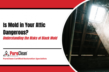 Is Mold in Your Attic Dangerous Understanding the Risks of Black Mold