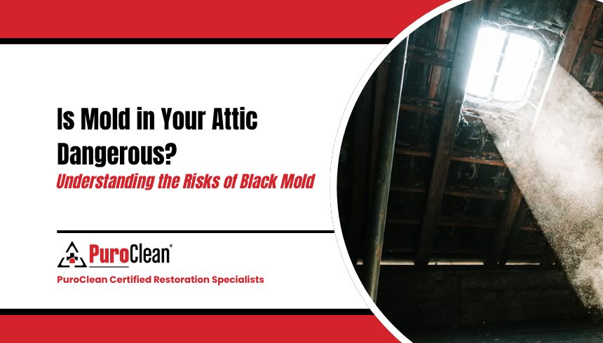 Is Mold in Your Attic Dangerous Understanding the Risks of Black Mold