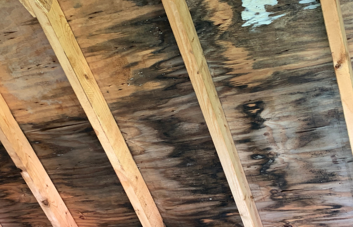 How to Remove Mold from Attic Plywood