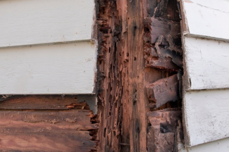 fixing water damage wood in Zephyrhills