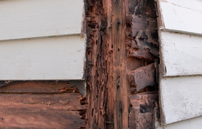 fixing water damage wood in Zephyrhills