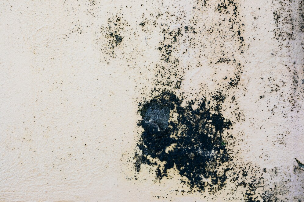 Is Mold In The Attic Dangerous