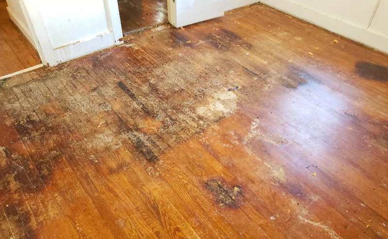 restoration contractor in zephyrhills