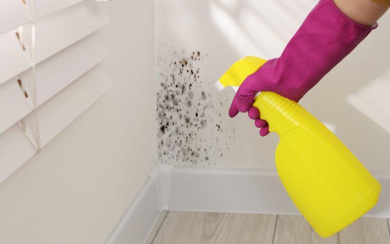 cleaning services zephyrhills