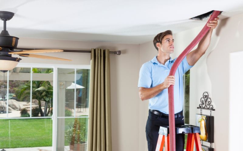 mold damage services