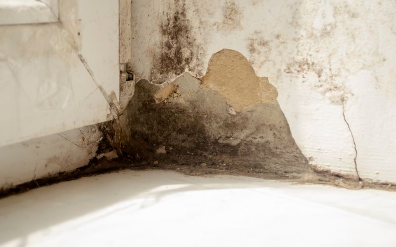 emergency mold removal
