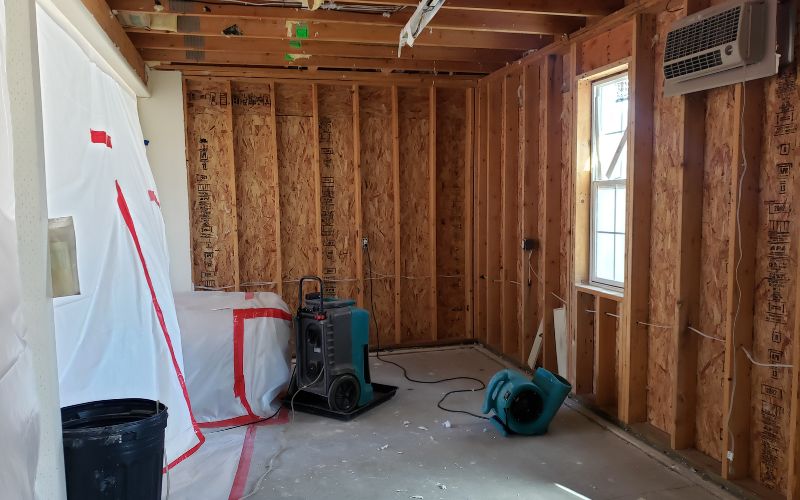 mold damage removal