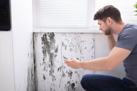 what is the difference between mold and mildew