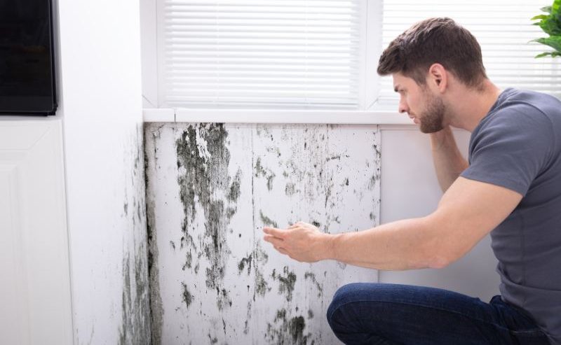 what is the difference between mold and mildew