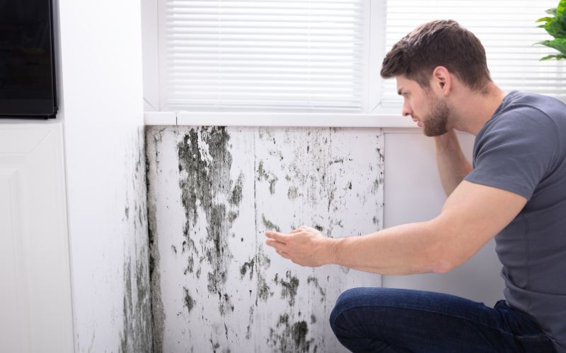 what is the difference between mold and mildew