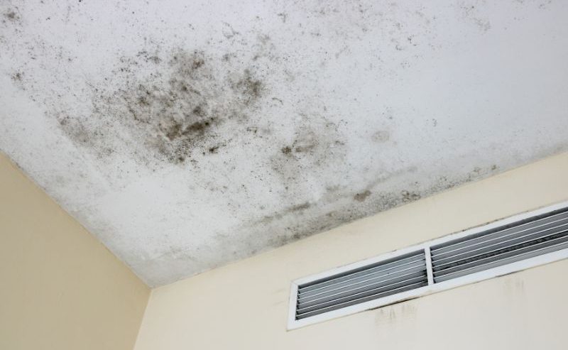 mold removal zephyrhills