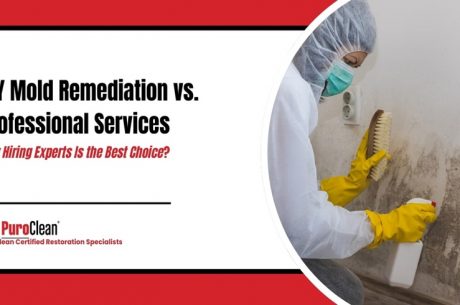diy mold remediation vs professional services