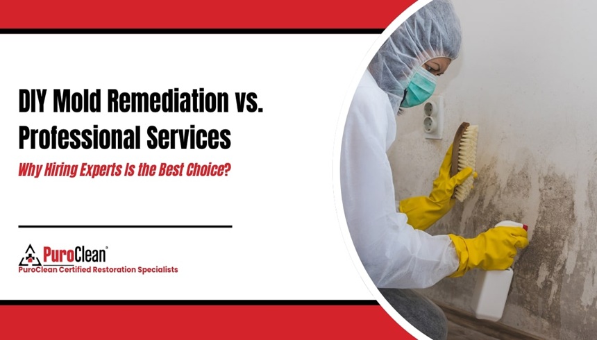 diy mold remediation vs professional services