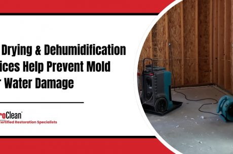 How Drying & Dehumidification Services Help Prevent Mold After Water Damage